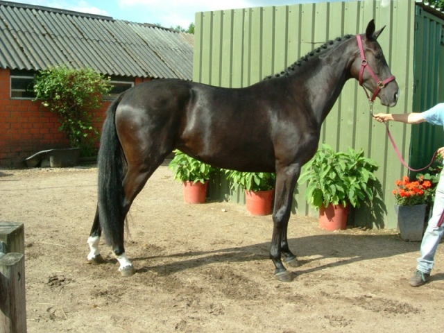 21 juni stamboekkeuring Varsseveld